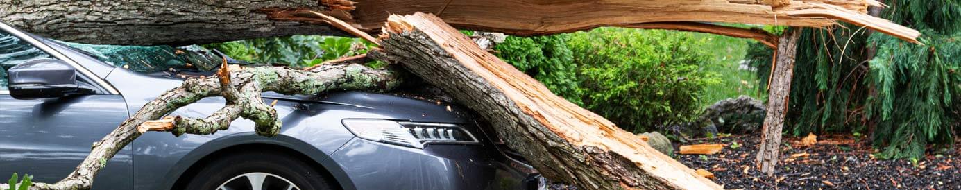 A gray car is sitting in the road with a large tree laying on top of it. The car's roof and front hood are crushed.